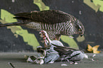 Eurasian Sparrowhawk eats pigeon