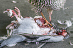 Eurasian Sparrowhawk eats pigeon