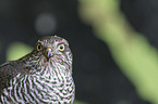 Eurasian Sparrowhawk portrait