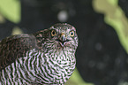 Eurasian Sparrowhawk portrait