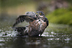 Eurasian Sparrowhawk in the water