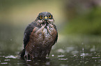 Eurasian Sparrowhawk in the water