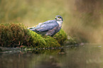 Eurasian Sparrowhawk at the water