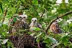 Sparrow hawk nest with nestlings