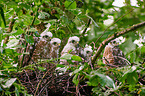 Sparrow hawk nest with nestlings