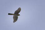 northern sparrowhawk