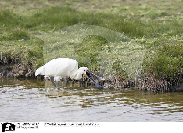 white spoonbill / MBS-14173