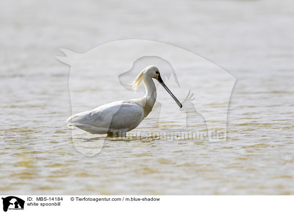 white spoonbill / MBS-14184