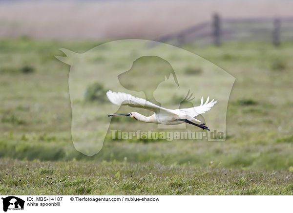 white spoonbill / MBS-14187