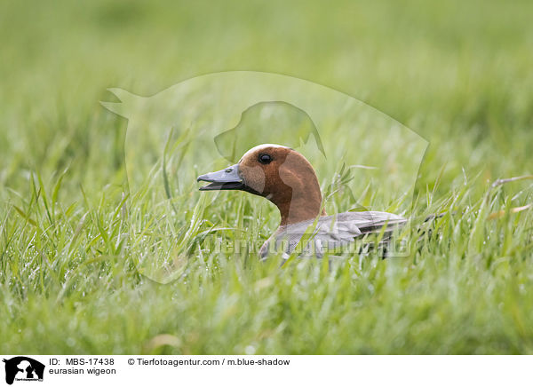 Pfeifente / eurasian wigeon / MBS-17438