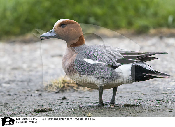 Pfeifente / eurasian wigeon / MBS-17440