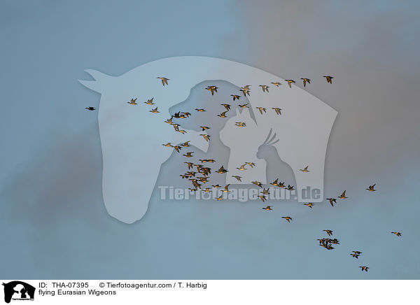 flying Eurasian Wigeons / THA-07395