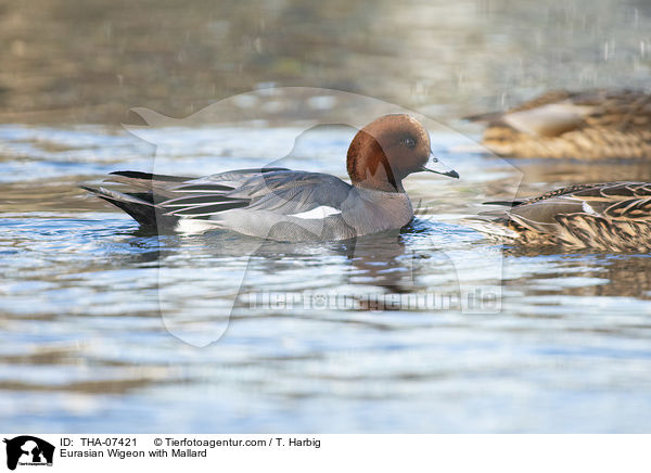 Pfeifente mit Stockente / Eurasian Wigeon with Mallard / THA-07421