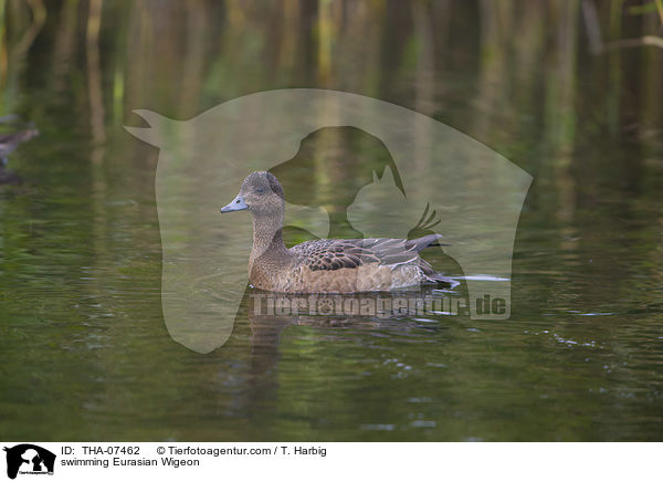 swimming Eurasian Wigeon / THA-07462