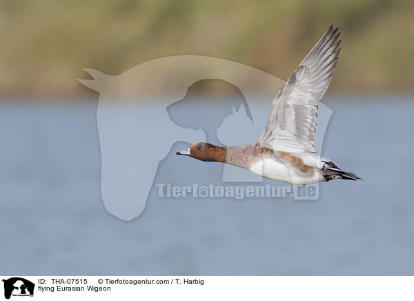 flying Eurasian Wigeon / THA-07515