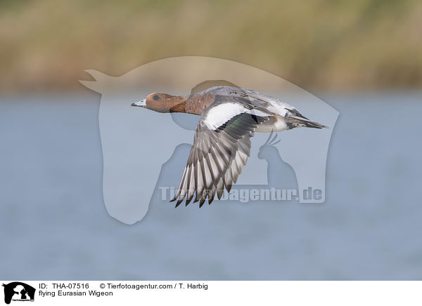 fliegende Pfeifente / flying Eurasian Wigeon / THA-07516