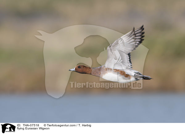 flying Eurasian Wigeon / THA-07518