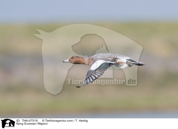 flying Eurasian Wigeon / THA-07519