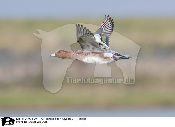 fliegende Pfeifente / flying Eurasian Wigeon / THA-07520