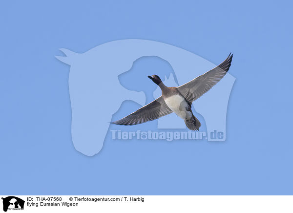 fliegende Pfeifente / flying Eurasian Wigeon / THA-07568