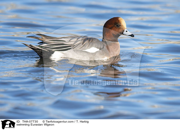 swimming Eurasian Wigeon / THA-07730