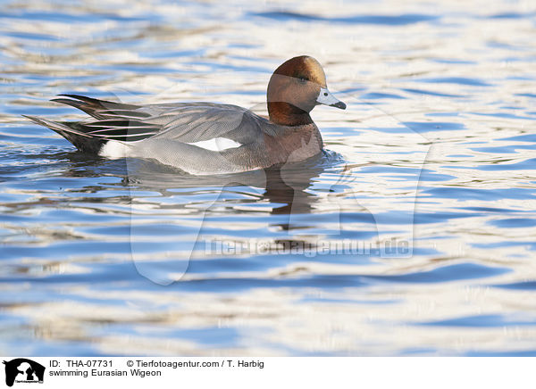 swimming Eurasian Wigeon / THA-07731