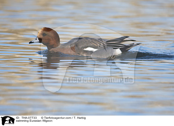 swimming Eurasian Wigeon / THA-07733