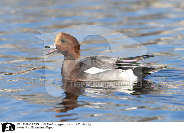 swimming Eurasian Wigeon / THA-07735