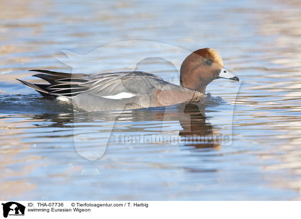 swimming Eurasian Wigeon / THA-07736