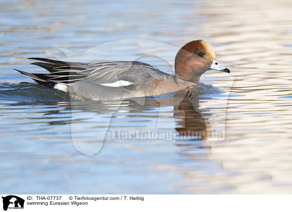 swimming Eurasian Wigeon / THA-07737