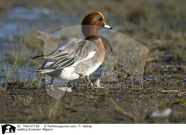 walking Eurasian Wigeon / THA-07738