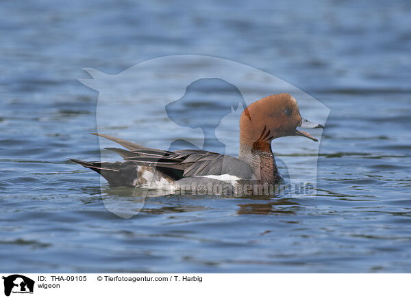 wigeon / THA-09105