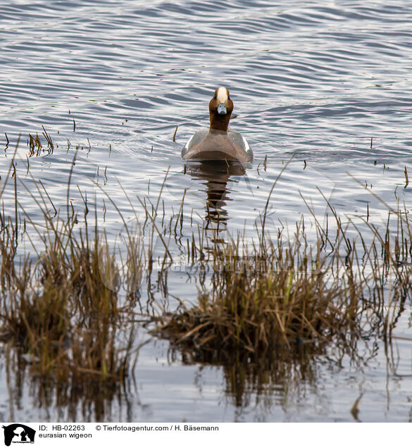 Pfeifente / eurasian wigeon / HB-02263