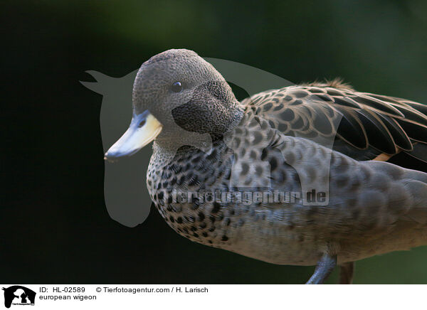 Pfeifente / european wigeon / HL-02589