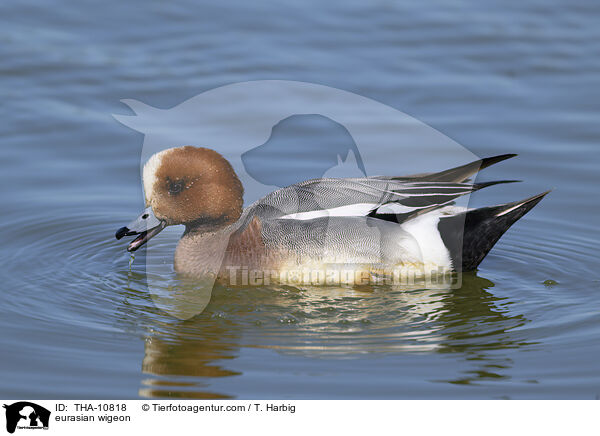 Pfeifente / eurasian wigeon / THA-10818
