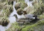 eurasian wigeons