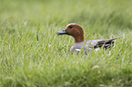 eurasian wigeon