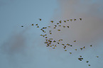 flying Eurasian Wigeons