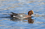 swimming Eurasian Wigeon