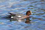 swimming Eurasian Wigeon