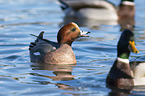 Eurasian Wigeon with Mallard