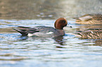 Eurasian Wigeon with Mallard