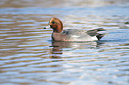 swimming Eurasian Wigeon