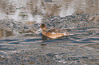 swimming Eurasian Wigeon