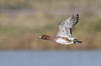 flying Eurasian Wigeon