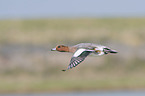 flying Eurasian Wigeon