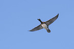 flying Eurasian Wigeon