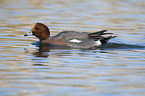 swimming Eurasian Wigeon