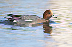 swimming Eurasian Wigeon