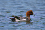 wigeon